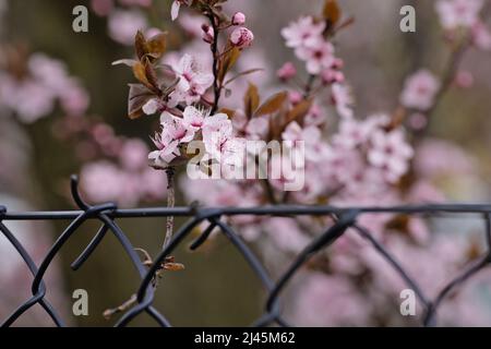 Rosafarbene Kirschblüte in der Nähe des Zauns, nebliger Morgen Stockfoto
