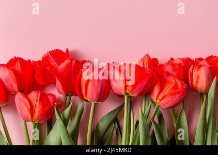 Ein Bouquet aus roten Frottee-Tulpen auf einem rosa Hintergrund. Ein fertiger Ort für Ihren Einladungstext, Herzlichen Glückwunsch. Stockfoto