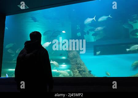 Mann, der Fische durch das Glas im Ozeanarium beobachtet. Stockfoto