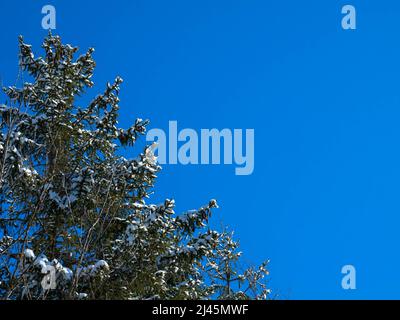 Nahaufnahme eines mit Schnee bedeckten Tannenzweiges im Winterwald gegen den blauen Himmel. Fichtenzweige unter einer dicken Schicht weißen Schnees. Für Text platzieren. Stockfoto