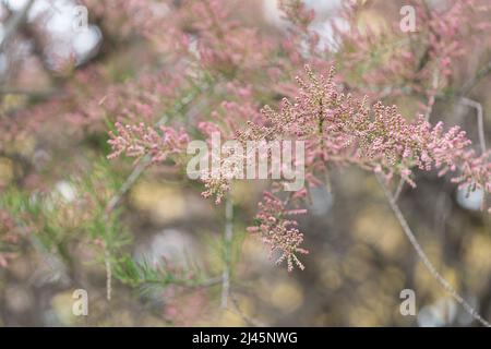 Blühende Zweige des tamarix Strauch im grünen Park. Frühlingshintergrund mit rosa blühenden Pflanzen. Nahaufnahme, weicher selektiver Fokus Stockfoto