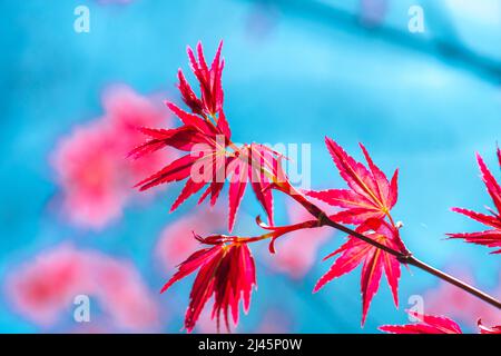 Acer palmatum ‘Nomura’. Frühling, rote Ahornblätter Stockfoto