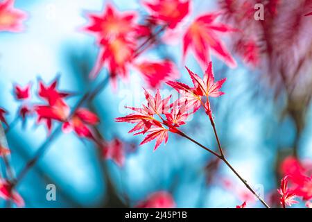 Acer palmatum ‘Nomura’. Frühling, rote Ahornblätter Stockfoto