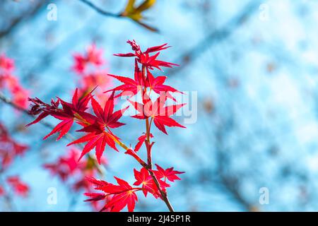 Acer palmatum ‘Nomura’. Frühling, rote Ahornblätter Stockfoto