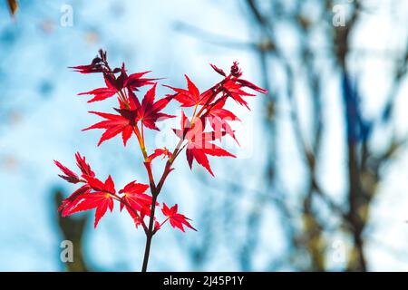 Acer palmatum ‘Nomura’. Frühling, rote Ahornblätter Stockfoto