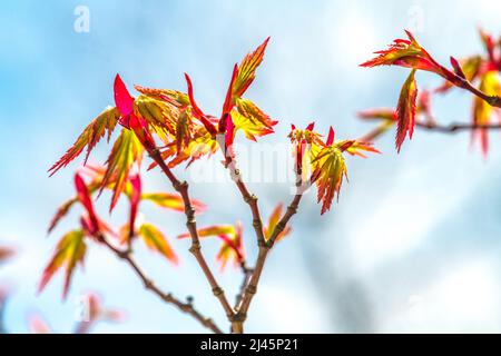 Acer palmatum ‘Nomura’. Frühling, rote Ahornblätter Stockfoto