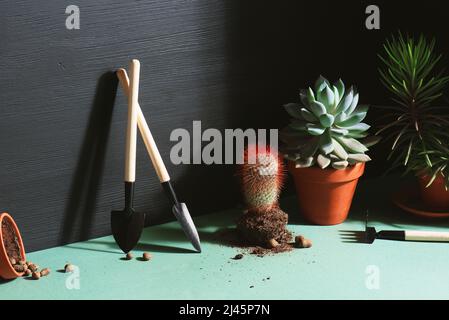 Zimmertopfpflanzen, Konzept der Hausgartenarbeit, Pflege für Zimmerpflanzen Stockfoto