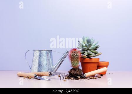 Zimmertopfpflanzen, Konzept der Hausgartenarbeit, Pflege für Zimmerpflanzen Stockfoto
