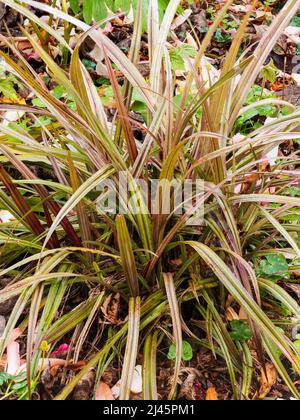 Dekorative stachelige Blätter der neuseeländischen winterharten immergrünen Gartenpflanze Astelia nervosa 'Westland' Stockfoto