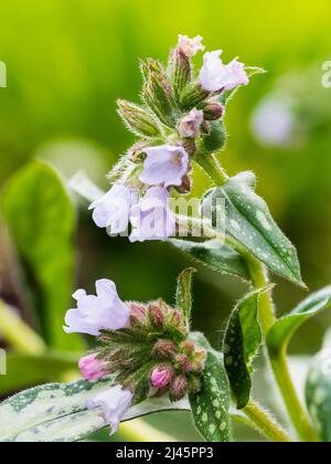 Hellblaue Blüten und silbergefleckte Blätter des frühlingsblühenden, winterharten Lungenkrauts, Pulmonaria saccharata 'Opal' Stockfoto