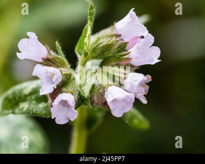 Hellblaue Blüten und silbergefleckte Blätter des frühlingsblühenden, winterharten Lungenkrauts, Pulmonaria saccharata 'Opal' Stockfoto