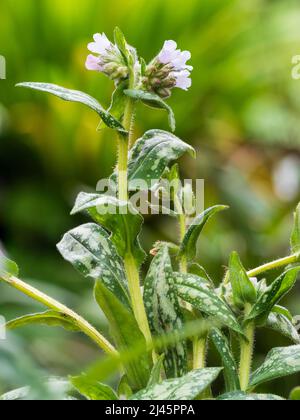 Hellblaue Blüten und silbergefleckte Blätter des frühlingsblühenden, winterharten Lungenkrauts, Pulmonaria saccharata 'Opal' Stockfoto