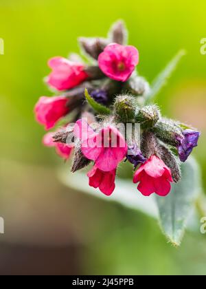 Rote Blüten und silbergefleckte Blätter des frühlingsblühenden, winterharten Lungenkrauts, Pulmonaria saccharata 'Raspberry Splash' Stockfoto