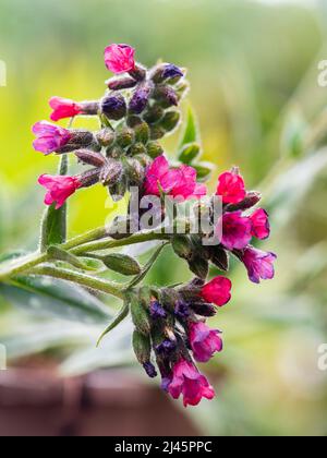 Rote Blüten und silbergefleckte Blätter des frühlingsblühenden, winterharten Lungenkrauts, Pulmonaria saccharata 'Raspberry Splash' Stockfoto