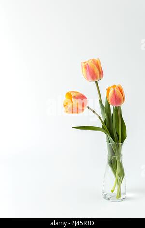Drei rosa und gelbe Tulpen in einer Glasvase auf weißem Hintergrund. Minimalismus. Eine elegante Komposition für Ihren Einladungstext, Herzlichen Glückwunsch. Stockfoto