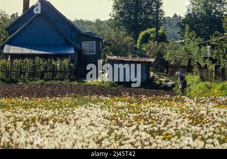 Eine Frau, die auf einem Grundstück hinter ihrem Haus in der Stadt Sergijew Posad, ehemals Sagorsk, 70 km von Moskau entfernt, arbeitet, Mai 1990. Stockfoto