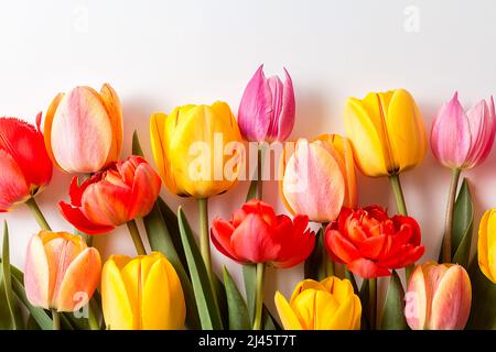 Ein Bouquet aus Tulpen in verschiedenen Farben auf weißem Hintergrund. Ein vorbereittiger Ort für Ihren Einladungstext, Herzlichen Glückwunsch. Stockfoto