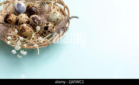 Weidenschale mit Wachteleiern, wunderschönen Federn, weißen Gypsophila-Blüten auf hellblauem Hintergrund. Ostertisch Setting Idee. Speicherplatz kopieren. Ho Stockfoto