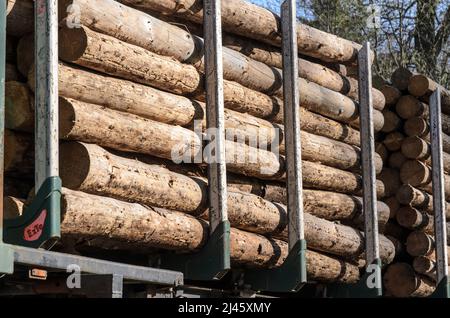 Stapel von gefällten Bäumen auf einem Anhänger bereit für den Transport Stockfoto