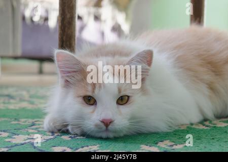 Eine traurige, flauschige weiß-rote Katze mit wund Augen liegt auf dem Boden und sieht aus. Horizontales Foto. Stockfoto