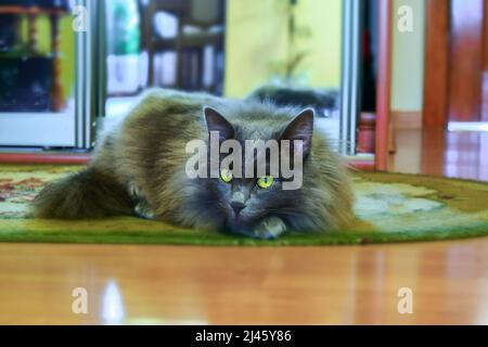 Eine schöne flauschige graue Katze mit gelben Augen liegt auf dem Teppich und starrt aufmerksam. Horizontales Foto. Stockfoto