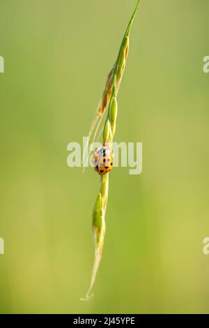 Bunt Asian Lady Beetle - Harmonia axyridis, schöner kleiner farbiger Lady Beetle aus euroasiatischen Wiesen und Weiden, Tschechien. Stockfoto