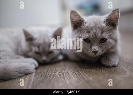 Zwei graue britische Kätzchen liegen auf dem Boden Stockfoto