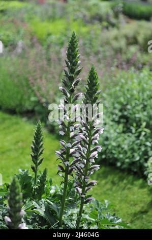 Die langblättrige Bärenbreche (Acanthus hungaricus) blüht im Juni in einem Garten Stockfoto