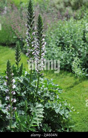 Die langblättrige Bärenbreche (Acanthus hungaricus) blüht im Juni in einem Garten Stockfoto