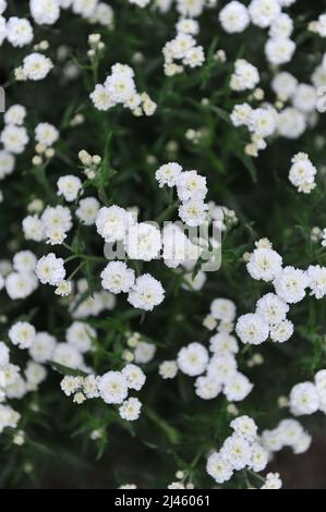 Sneezewort (Achillea ptarmica) Perrys White blüht im Juni in einem Garten Stockfoto