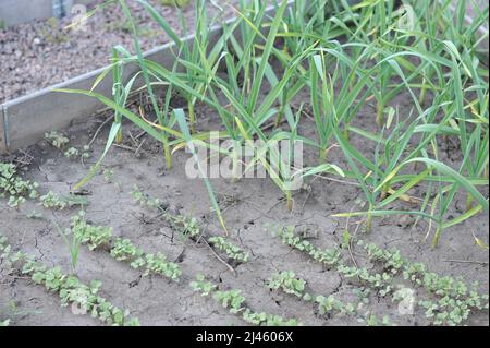 Junge Keimlinge von Rettich (Raphanus sativus) Knoblauch (Allium sativum) wachsen in einem Hochbeet in einem Gemüsegarten Stockfoto