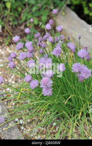 Rosafarbener Schnittlauch (Allium schoenoprasum) blüht im Mai im Garten Stockfoto