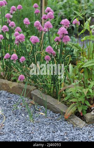 Rosa Schnittlauch (Allium schoenoprasum) blüht im Juni im Garten Stockfoto