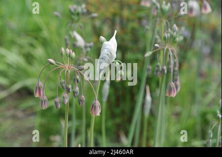 Sizilianischer Honig Knoblauch (Allium siculum, Nectaroscordum siculum) blüht im Mai in einem Garten Stockfoto