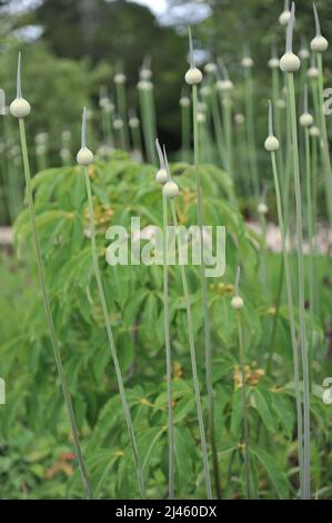 Der extrem große Allium Summer Drummer bereitet sich im Juni auf die Blüte in einem Garten vor Stockfoto