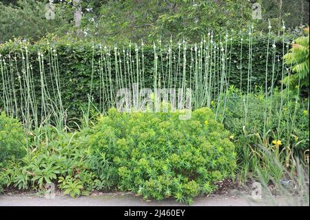 Der extrem große Allium Summer Drummer bereitet sich im Juni auf die Blüte in einem Garten vor Stockfoto