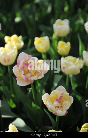 Cremig-gelb mit rosa Rouge Double late Tulpen (Tulipa) Double Shake blühen im März in einem Garten Stockfoto