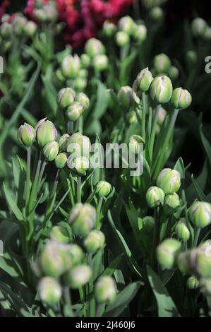 Weiß und Rosa mehrblühig Doppelte späte Tulpen (Tulipa) Doppelte Überraschungsblüte in einem Garten im März Stockfoto