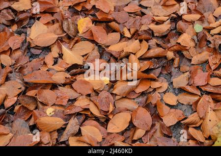 Nasse braune Blätter der Fagus sylvatica, auch bekannt als Gemeine Buche oder Europäische Buche auf dem Waldboden während der Herbstsaison Stockfoto