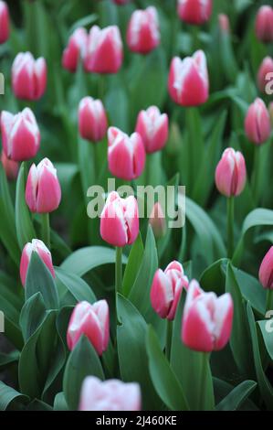 Rosafarbene und weiße Triumph Tulpen (Tulipa) Dutch Design blühen im März in einem Garten Stockfoto