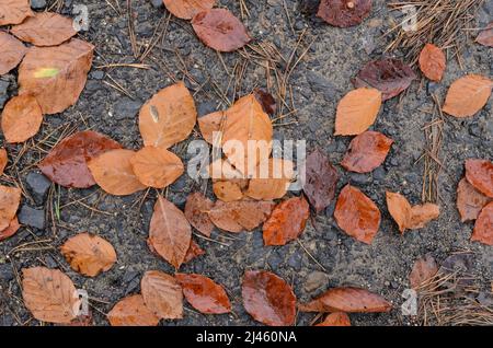 Nasse braune Blätter der Fagus sylvatica, auch bekannt als Gemeine Buche oder Europäische Buche auf dem Waldboden während der Herbstsaison Stockfoto