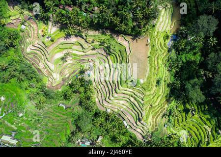 Reisfelder, Bali, Indonesien Stockfoto
