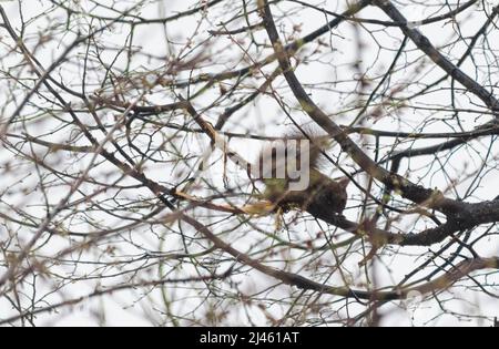 Ein eurasischer Eichhörnchen ( Sciurus vulgaris ) auf einem Baum in den Wäldern der Capathischen Berge in Romanaia. Einige dieser Roten Eichhörnchen sind bekannt Stockfoto