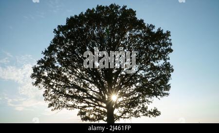 Großes Eichenlaub auf blauem Morgenhimmel-Hintergrund. Ein Symbol für Wachstum. Es ist Zeit für den Sonnenaufgang. Die Sonne scheint durch die dunkle Silhouette des Laubs von Stockfoto