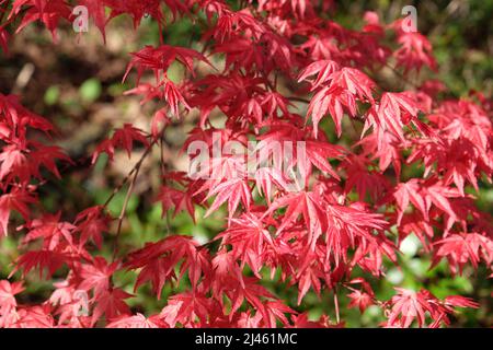 Die kompakten roten Blätter des japanischen Ahorns 'Shin-deshojoÕ. Stockfoto