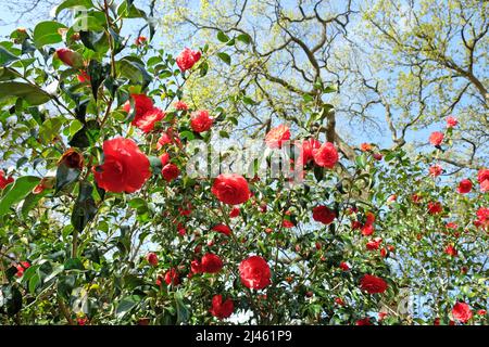 Rote Kamelie japonica ÔAnnaM.PageÕ in Blüte Stockfoto