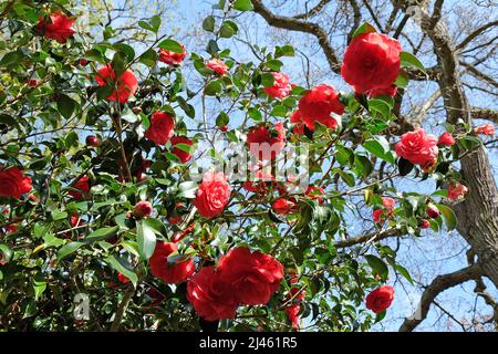 Rote Kamelie japonica ÔAnnaM.PageÕ in Blüte Stockfoto