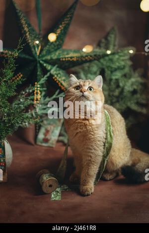 Rote Katze mit grünen Augen im Neujahrsdekor Stockfoto