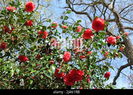 Rote Kamelie japonica ÔAnnaM.PageÕ in Blüte Stockfoto