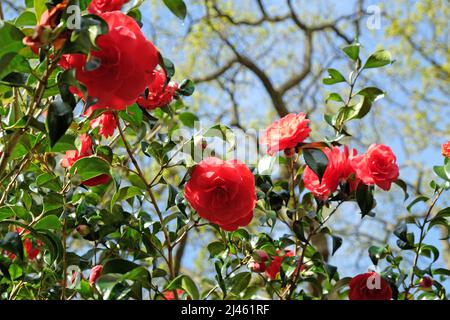 Rote Kamelie japonica ‘Annam.Page’ in Blüte Stockfoto